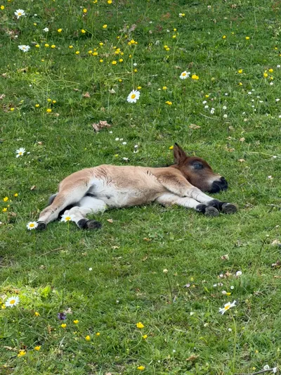 Tierische Nachbarn