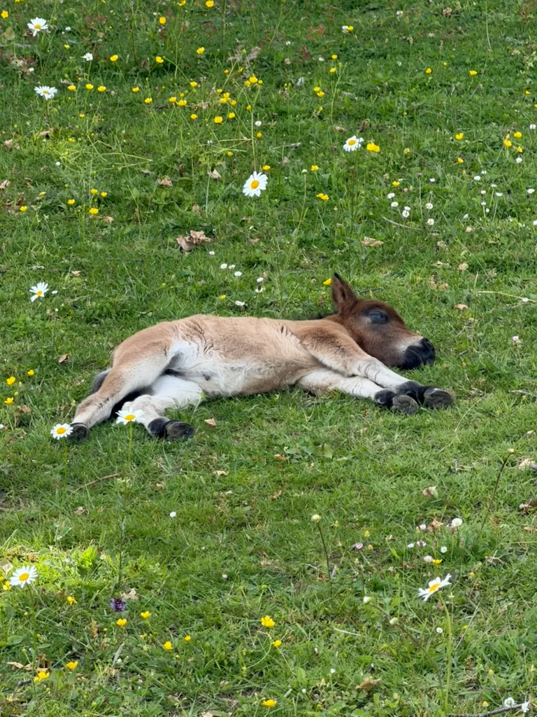 Ein kleines Fohlen döst auf einer Blumenwiese in Hübender